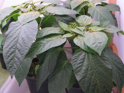 01 Planta de pimiento infectada con Myzus persicae para mantenimiento de la población