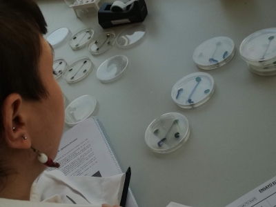 06 Técnico supervisando el ensayo de elección con larvas de Spodoptera littoralis