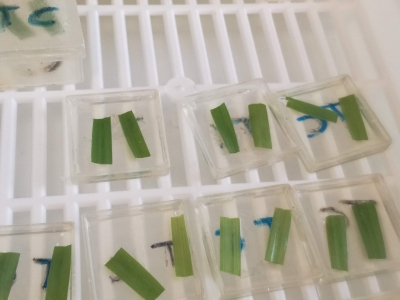 07 Hojas de cebada cortadas y preparadas para el ensayo de asentamiento de Rhopalosiphum padi