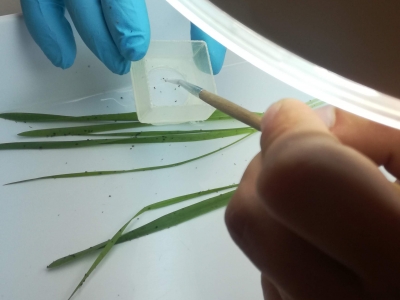 08 Selección de pulgones (Rhopalosiphum padi) para el ensayo de asentamiento