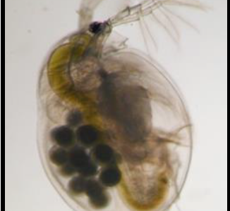 Daphnia magna straus adulta