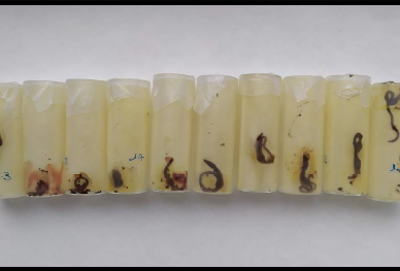 Ensayo de toxicidad aguda sobre papel de filtro en la lombriz de tierra Eisenia foetida