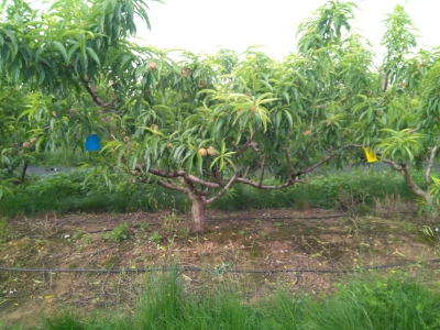 Monitoreo de la biodiversidad con trampas amarillas y azules
