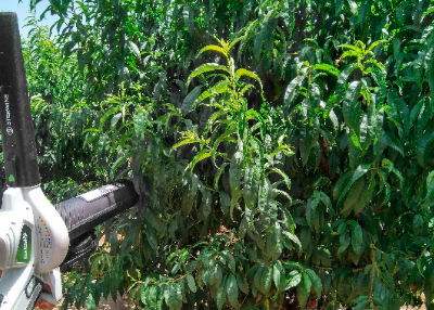 Monitoreo de la biodiversidad por aspiración