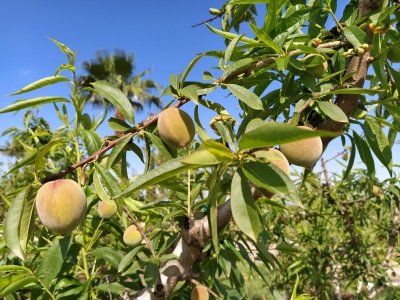 Parcela de Melocotón (Finca Sinyent) abril 2021 / Peach Plot (Finca Sinyent) April 2021