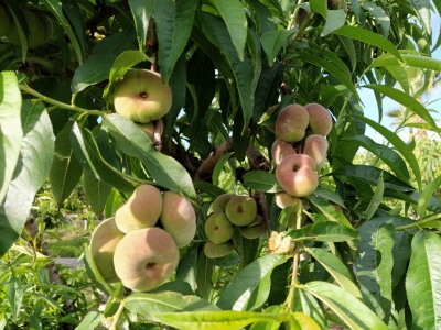 Parcela de Paraguayo (Finca Sinyent) abril 2021 / Paraguayan Plot (Finca Sinyent) April 2021