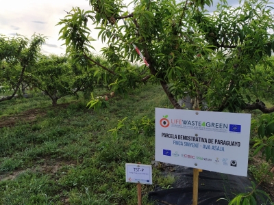 Parcela de Paraguayo (Finca Sinyent) abril 2021 / Paraguayan Plot (Finca Sinyent) April 2021