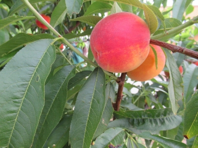 Parcela de Melocotón (Finca Sinyent) mayo 2021 / Peach Plot (Finca Sinyent) May 2021