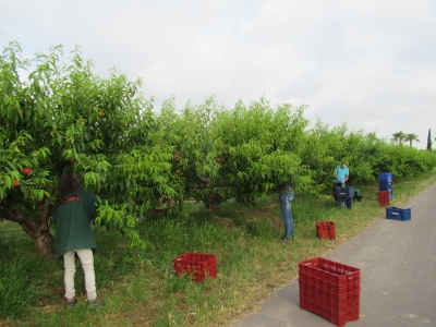 Parcela de Melocotón (Finca Sinyent) mayo 2021 / Peach Plot (Finca Sinyent) May 2021