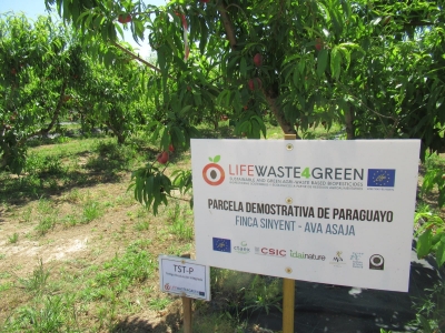 Parcela de Paraguayo (Finca Sinyent) mayo 2021 / Paraguayan Plot (Finca Sinyent) May 2021