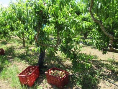Parcela de Paraguayo (Finca Sinyent) mayo 2021 / Paraguayan Plot (Finca Sinyent) May 2021