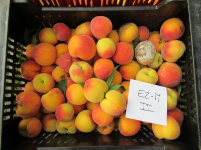 Fruta recogida de los ensayos en Finca Sinyent (mayo 2021) / Fruit harvested from trials at Finca Sinyent (May 2021)