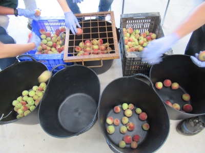 Fruta recogida de los ensayos en Finca Sinyent (mayo 2021) / Fruit harvested from trials at Finca Sinyent (May 2021)
