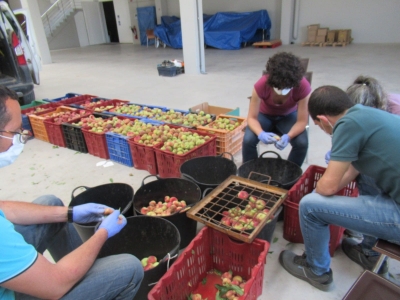 Fruta recogida de los ensayos en Finca Sinyent (mayo 2021) / Fruit harvested from trials at Finca Sinyent (May 2021)