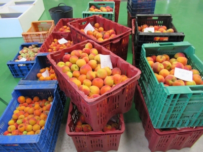 Fruta recogida de los ensayos en Finca Sinyent (mayo 2021) / Fruit harvested from trials at Finca Sinyent (May 2021)