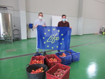 Fruta recogida de los ensayos en Finca Sinyent (mayo 2021) / Fruit harvested from trials at Finca Sinyent (May 2021)