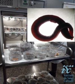 Ensayo de toxicidad en lombriz de tierra Eisenia foetida
