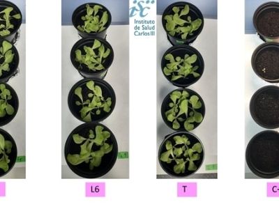 Ensayo de crecimiento de plantas terrestres Lactuca sativa