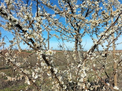 Visita de monitorización 16 feb 22 - Ciruelo en FRUTUGA (Beja, Portugal)