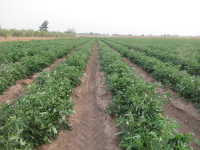 Ensayo de replicabilidad en tomate de industria