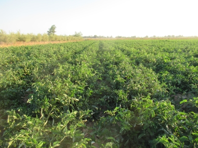 Ensayo de replicabilidad en tomate de industria