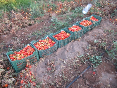 Ensayo de replicabilidad en tomate de industria