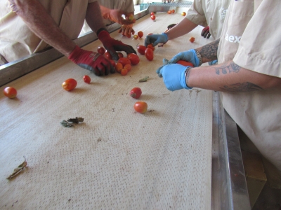 Ensayo de replicabilidad en tomate de industria