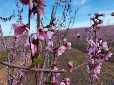 Visita de monitorización 16 feb 22 - Nectarina en FRUTUGA (Beja, Portugal)